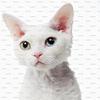 1/4 Sheet - Cat - Devon Rex Birthday - Edible Cake/Cupcake Party Topper - D6450 view 1