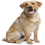 1/4 Sheet - Yellow Labrador Retriever Dog Birthday - Edible Cake/Cupcake Party Topper - D6703