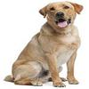 1/4 Sheet - Yellow Labrador Retriever Dog Birthday - Edible Cake/Cupcake Party Topper - D6703 view 1