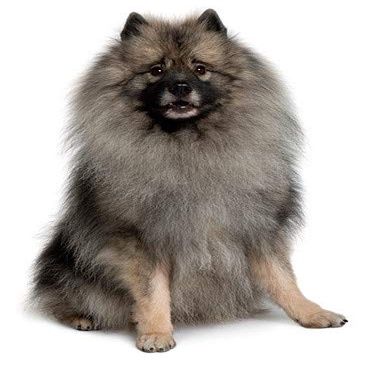 1/4 Sheet - Keeshond Dog Birthday - Edible Cake/Cupcake Party Topper - D6699