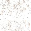 Pack Of 1, 30"X100' Gold Sprinkles Dot Classic Print Cello Rolls 1.0 Mil Made In USA view 1