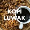 Kopi Luwak Coffee, Sustainably Sourced, Ground, Fresh Roasted, 16-ounces view 2