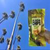 Barnana Organic Plantain Chips - Acapulco Lime - 5 Ounce, 3 Pack Plantains - Barnana Salty, Crunchy, Thick Sliced Snack - Best Chip For Your Everyday Life - Cooked in Premium Coconut Oil view 2