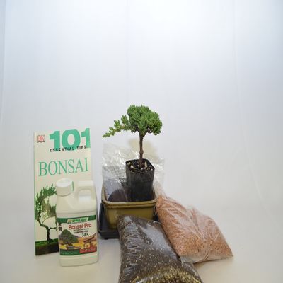 BONSAI STARTER KIT (BEGINNER KIT) WITH JAPANESE JUNIPER,3 YEARS OLD