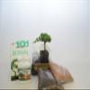 BONSAI STARTER KIT (BEGINNER KIT) WITH JAPANESE JUNIPER,3 YEARS OLD view 1