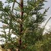 BONSAI STARTER KIT (BEGINNER KIT) WITH JAPANESE JUNIPER,3 YEARS OLD view 2