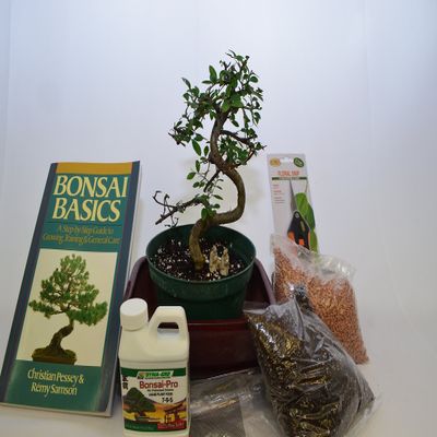 BONSAI STARTER KIT (DELUXE KIT) WITH CHINESE ELM,10 YEARS OLD