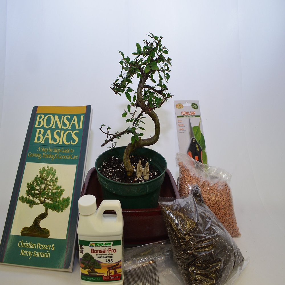 BONSAI STARTER KIT (DELUXE KIT) WITH CHINESE ELM,10 YEARS OLD