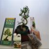 BONSAI STARTER KIT (DELUXE KIT) WITH CHINESE ELM,10 YEARS OLD view 1