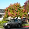 BONSAI STARTER KIT (DELUXE KIT) WITH CHINESE ELM,10 YEARS OLD view 4