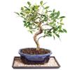 Brussel's Bonsai Live Golden Gate Ficus Indoor Bonsai Tree - Medium, 7 Years, 8 to 16 In - Live Bonsai Tree in Ceramic Bonsai Pot and Humidity Tray view 1