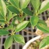 Brussel's Bonsai Live Golden Gate Ficus Indoor Bonsai Tree - Medium, 7 Years, 8 to 16 In - Live Bonsai Tree in Ceramic Bonsai Pot and Humidity Tray view 3