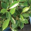 Brussel's Bonsai Live Golden Gate Ficus Indoor Bonsai Tree - Medium, 7 Years, 8 to 16 In - Live Bonsai Tree in Ceramic Bonsai Pot and Humidity Tray view 4