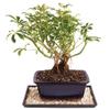 Brussel's Live Dwarf Hawaiian Umbrella Indoor Bonsai Tree - 4 Years Old; 8" to 10" Tall with Decorative Container, Humidity Tray & Deco Rock view 1