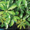 Brussel's Live Dwarf Hawaiian Umbrella Indoor Bonsai Tree - 4 Years Old; 8" to 10" Tall with Decorative Container, Humidity Tray & Deco Rock view 2