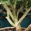 Brussel's Live Dwarf Hawaiian Umbrella Indoor Bonsai Tree - 4 Years Old; 8" to 10" Tall with Decorative Container, Humidity Tray & Deco Rock view 3