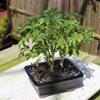 Brussel's Live Dwarf Hawaiian Umbrella Indoor Bonsai Tree - 4 Years Old; 8" to 10" Tall with Decorative Container, Humidity Tray & Deco Rock view 4