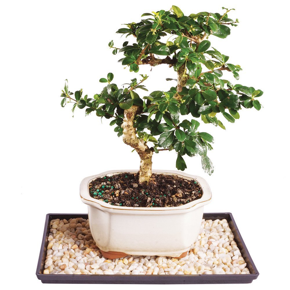Brussel's Bonsai Live Fukien Tea Bonsai Tree - Small, 6 Year, 6 to 8 inches Tall - Indoor Bonsai Tree Live with Ceramic Bonsai Pot and Bonsai Tray