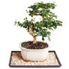 Brussel's Bonsai Live Fukien Tea Bonsai Tree - Small, 6 Year, 6 to 8 inches Tall - Indoor Bonsai Tree Live with Ceramic Bonsai Pot and Bonsai Tray view 1