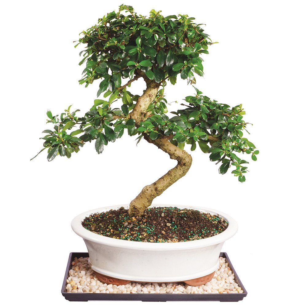 Brussel's Bonsai Live Fukien Tea Bonsai Tree - Large, 14 Year, 14 to 20 inches Tall - Indoor Bonsai Tree Live with Ceramic Bonsai Pot and Bonsai Tray