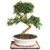 Brussel's Bonsai Live Fukien Tea Bonsai Tree - Large, 14 Year, 14 to 20 inches Tall - Indoor Bonsai Tree Live with Ceramic Bonsai Pot and Bonsai Tray view 1