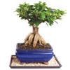 Brussel's Bonsai Live Ginseng Grafted Ficus Indoor Bonsai Tree - Medium, 6 Year, 8 to 12 In - Live Bonsai Tree in Ceramic Bonsai Pot and Humidity Tray view 1