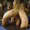 Brussel's Bonsai Live Ginseng Grafted Ficus Indoor Bonsai Tree - Medium, 6 Year, 8 to 12 In - Live Bonsai Tree in Ceramic Bonsai Pot and Humidity Tray view 2