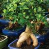 Brussel's Bonsai Live Ginseng Grafted Ficus Indoor Bonsai Tree - Medium, 6 Year, 8 to 12 In - Live Bonsai Tree in Ceramic Bonsai Pot and Humidity Tray view 4