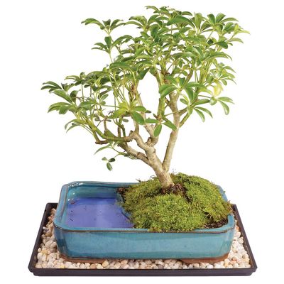 Brussel's Bonsai Live Hawaiian Umbrella Bonsai Tree - Medium, 5 Year, 6 to 10 Inches - Indoor Bonsai Tree with Water Bonsai Pot and Bonsai Tray