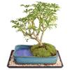 Brussel's Bonsai Live Hawaiian Umbrella Bonsai Tree - Medium, 5 Year, 6 to 10 Inches - Indoor Bonsai Tree with Water Bonsai Pot and Bonsai Tray view 1