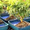 Brussel's Bonsai Live Hawaiian Umbrella Bonsai Tree - Medium, 5 Year, 6 to 10 Inches - Indoor Bonsai Tree with Water Bonsai Pot and Bonsai Tray view 4