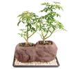 Brussel's Live Dwarf Hawaiian Umbrella Indoor Bonsai Tree on Double Rock - 3 Years Old; 6" to 10" Tall with Decorative Container, Humidity Tray & Deco Rock view 1