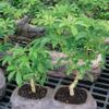 Brussel's Live Dwarf Hawaiian Umbrella Indoor Bonsai Tree on Double Rock - 3 Years Old; 6" to 10" Tall with Decorative Container, Humidity Tray & Deco Rock view 4