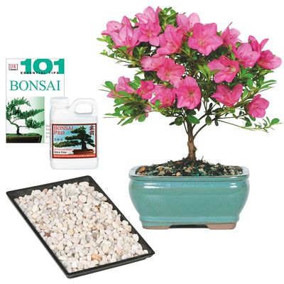 Brussel's Live Satsuki Azalea Outdoor Bonsai Tree - Complete Gift Set - 5 Years Old; 6" to 8" Tall with Decorative Container, Humidity Tray, Deco Rock, Bonsai Pro Fertilizer & Book