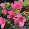 Brussel's Live Satsuki Azalea Outdoor Bonsai Tree - Complete Gift Set - 5 Years Old; 6" to 8" Tall with Decorative Container, Humidity Tray, Deco Rock, Bonsai Pro Fertilizer & Book view 2