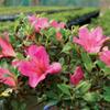 Brussel's Live Satsuki Azalea Outdoor Bonsai Tree - Complete Gift Set - 5 Years Old; 6" to 8" Tall with Decorative Container, Humidity Tray, Deco Rock, Bonsai Pro Fertilizer & Book view 3