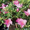 Brussel's Live Satsuki Azalea Outdoor Bonsai Tree - Complete Gift Set - 5 Years Old; 6" to 8" Tall with Decorative Container, Humidity Tray, Deco Rock, Bonsai Pro Fertilizer & Book view 4