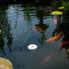 Insect Mosquito Dunk 6PK view 2