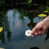 Insect Mosquito Dunk 6PK view 3