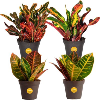 Costa Farms Croton, Live Indoor Plant, Easy Care, Home Decor