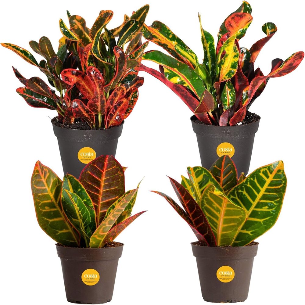 Costa Farms Croton, Live Indoor Plant, Easy Care, Home Decor