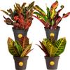 Costa Farms Croton, Live Indoor Plant, Easy Care, Home Decor view 1