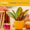 Costa Farms Croton, Live Indoor Plant, Easy Care, Home Decor view 2