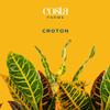 Costa Farms Croton, Live Indoor Plant, Easy Care, Home Decor view 3