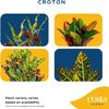 Costa Farms Croton, Live Indoor Plant, Easy Care, Home Decor view 4