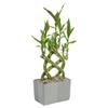 Costa Farms Lucky Bamboo Plant, Easy to Grow Live Houseplant in Indoor Bamboo Pot, Potting Mix, Grower's Choice, Birthday Gift, Home, Office, Plant Shelf Zen Room Decor, 12-Inches Tall