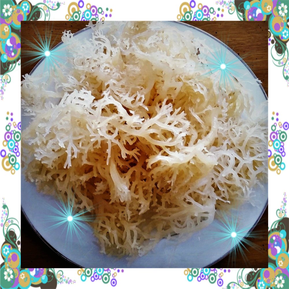 SEA MOSS 100% NATURAL (WILD) DR SEBI IRISH MOSS Chondrus Crispus