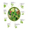 Vita Greens & Fruit Superfood (Apple) view 3