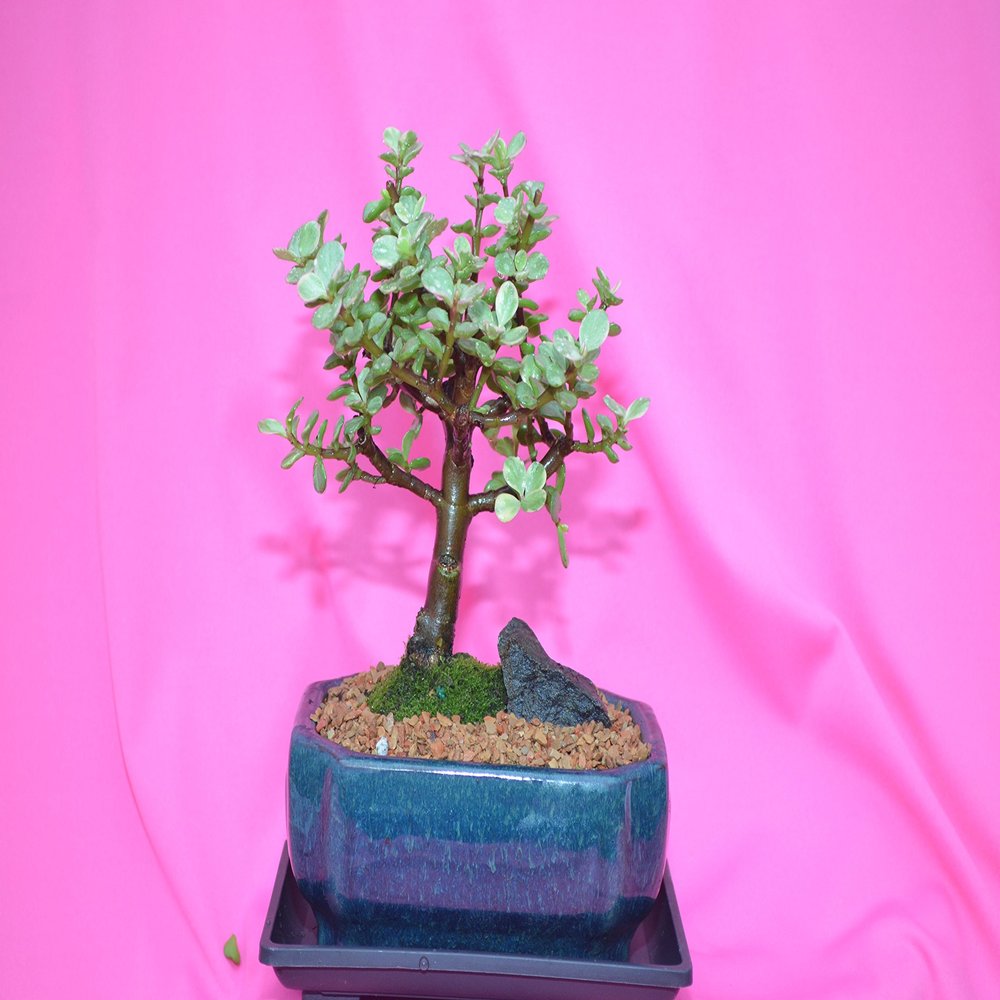 Indoor Bonsai, Mini Jade, broom style, 8 years old