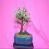 Indoor Bonsai, Mini Jade, broom style, 8 years old view 1